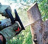 Best Tree Preservation Services  in Roseland, NJ