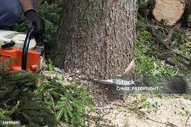 Best Leaf Removal  in Roseland, NJ