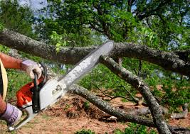 Best Firewood Processing and Delivery  in Roseland, NJ