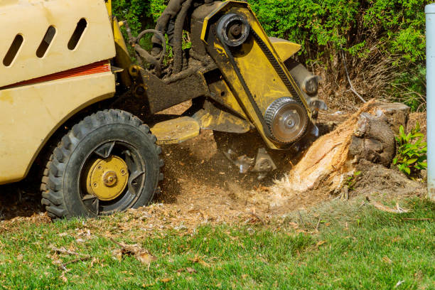 Best Stump Grinding and Removal  in Roseland, NJ