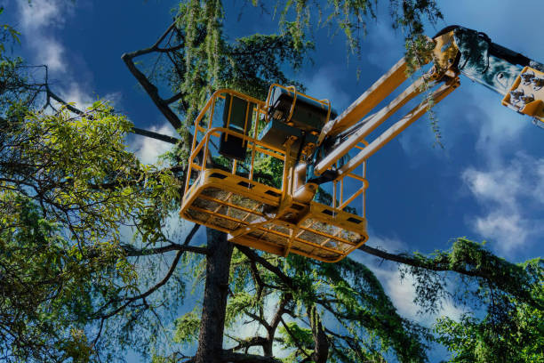 Best Tree Trimming and Pruning  in Roseland, NJ