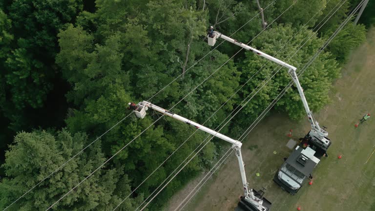 Reliable Roseland, NJ Tree Services Solutions
