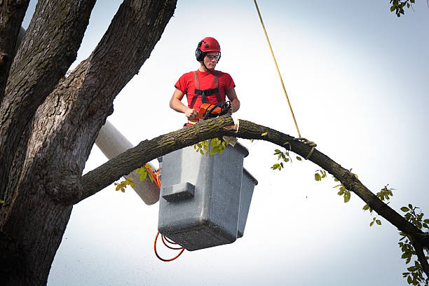 Best Tree Health Inspection  in Roseland, NJ