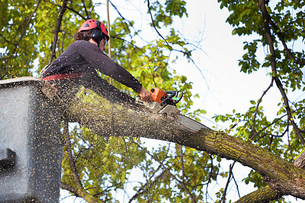 Best Lot and Land Clearing  in Roseland, NJ