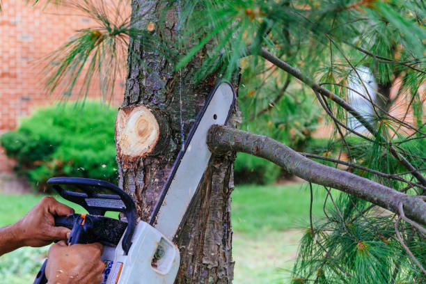 Best Hedge Trimming  in Roseland, NJ